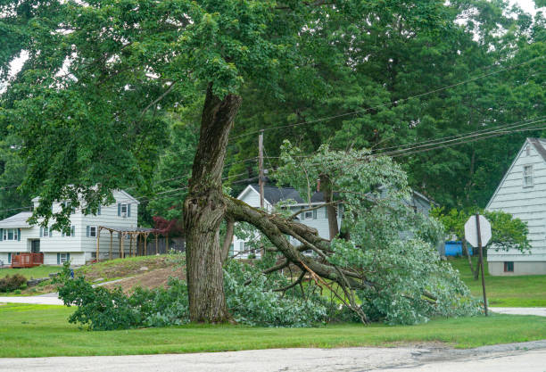 Emergency Storm Tree Removal in St Andrews, SC